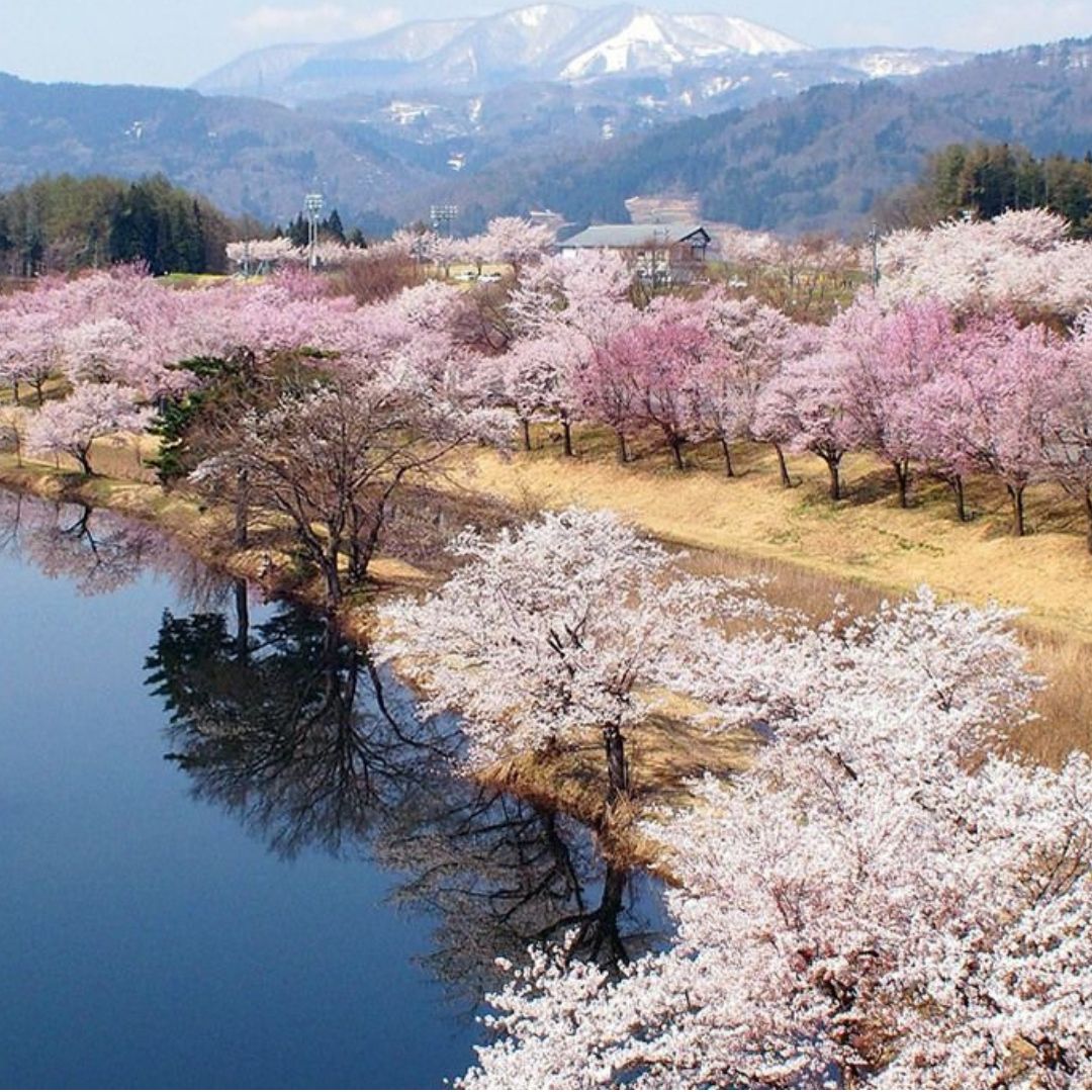 Yoga & Cherry Blossom Retreat Japan
